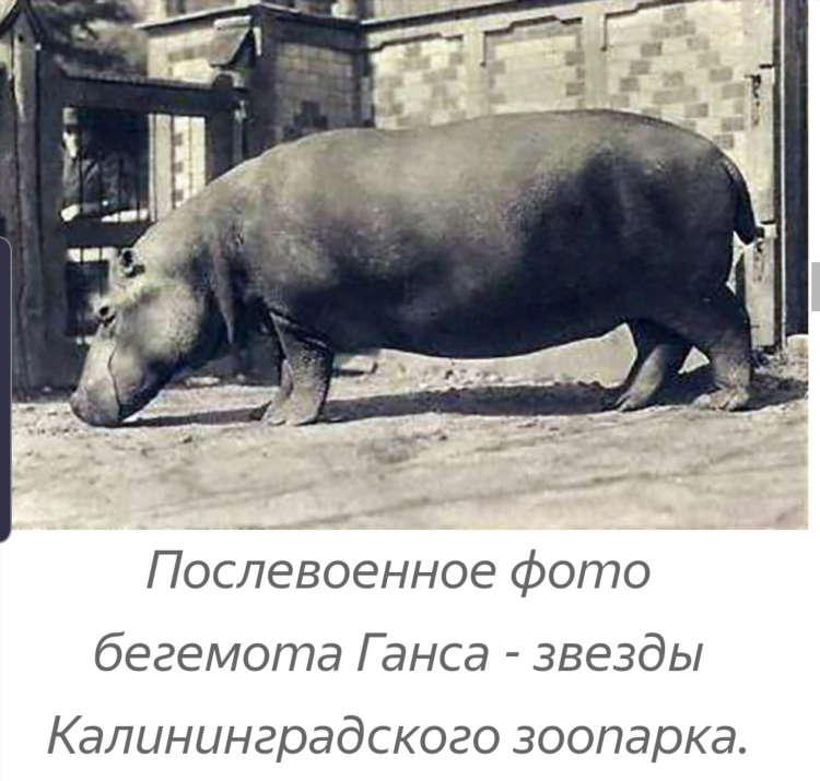 Бегемот калининград зоомагазин