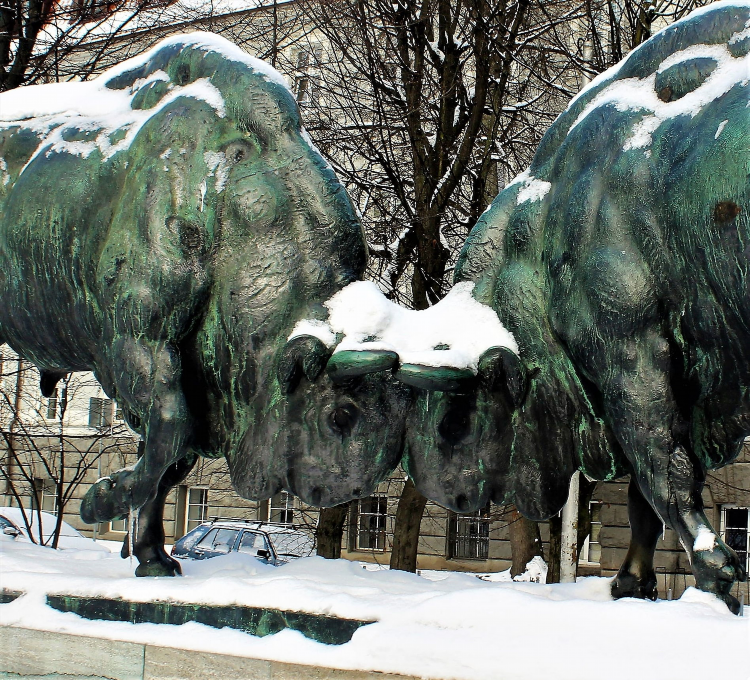 Быки в калининграде