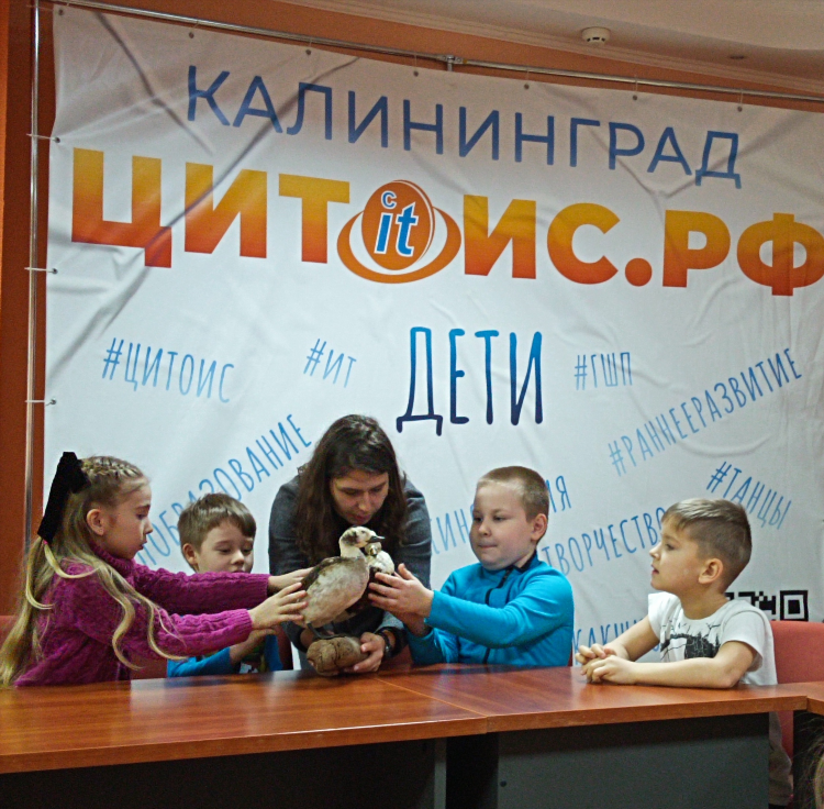 Дети 39 калининград