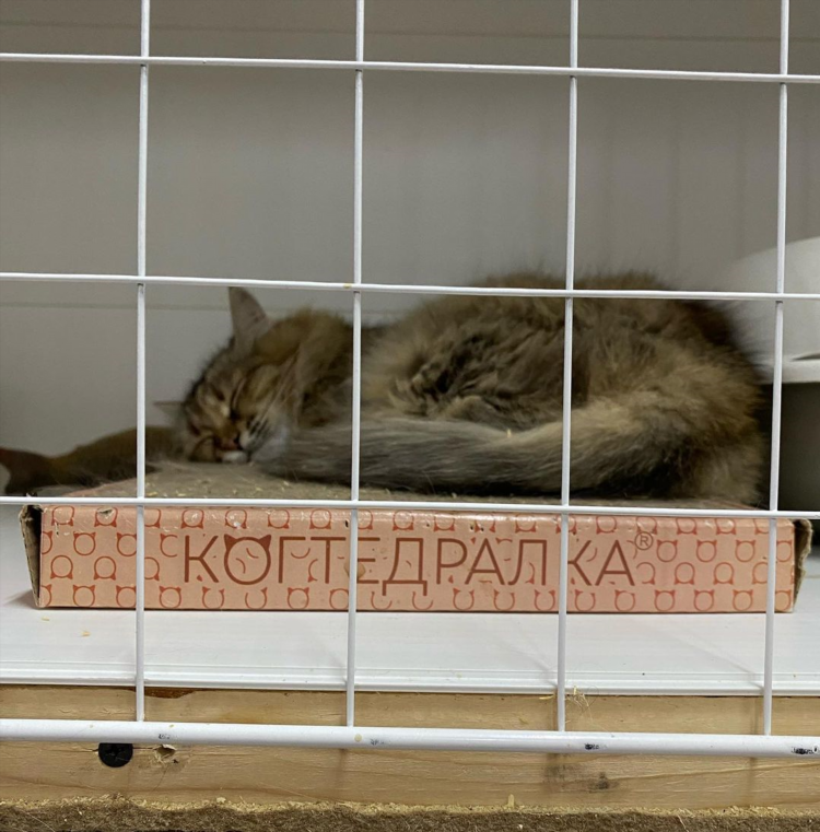 Кошачий приют в калининграде