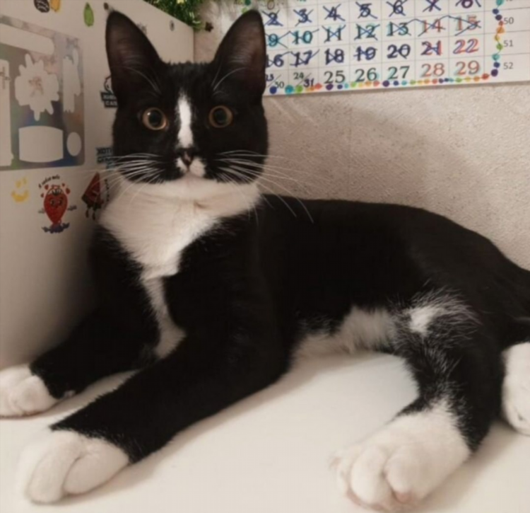Котята калининград