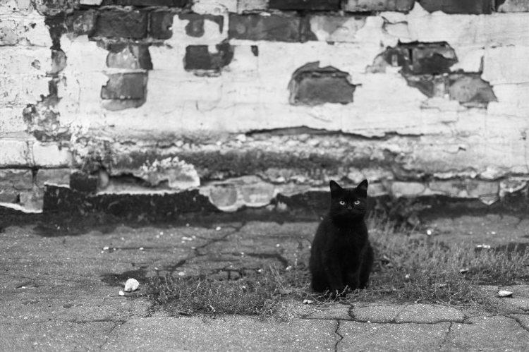Коты калининград
